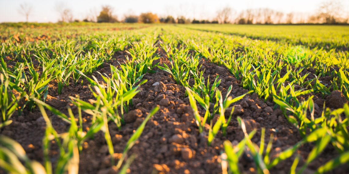 mezőgazdasági terület